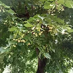 Гостевой дом Domaine Du Moulin De Cors *