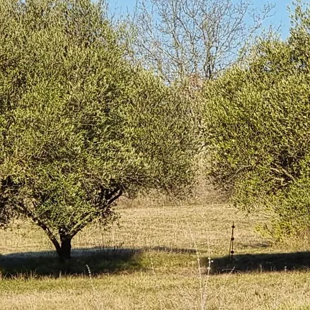 Domaine Du Moulin De Cors *