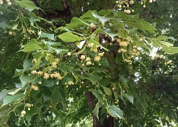 Πανσιόν Domaine Du Moulin De Cors *